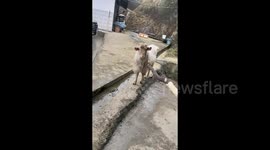 Goat faces off against stick-wielding owner and refuses to back down
