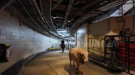 US: Bull Riding 2025: Unleash The Beast: New York