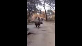 Tourists fall from safari jeep in front of rhino in India