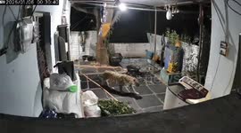 Home CCTV captures leopard prowling through back yard