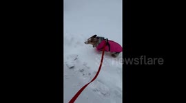 US: Dogs Enjoy Winter Wonderland As Major Winter Storm Strikes Several States