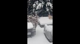 Winter Wonderland: Wheaten Terrier Sisters Enjoy Snowy Day in Washington, D.C.