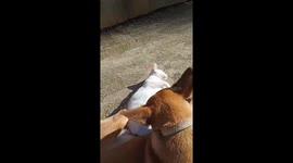 An unlikely friendship blooms as a cat and dog play together in Indonesia