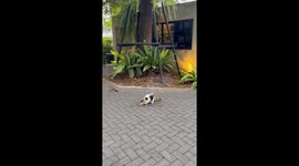 Fierce bird attacks calico cat lurking under its tree