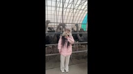 Ostrich eats girl's teddy bear charm as she poses for video