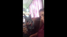 Blue Heeler Snaps At Air