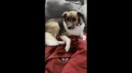 Dog Trust Falls Into Snuggles