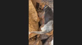 Dog Meets Mountain Lion