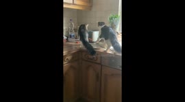 Popped Toast Startles Cat Backward Off Counter
