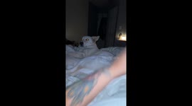 Dog Refuses To Put Leg Down
