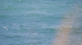 UK Weather. Gannet seabirds driven by wind to Cornwall dive bomb fish shoals, Whipsiderry beach, Cornwall, UK