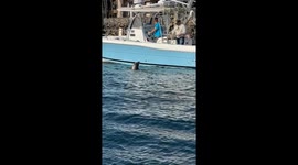 Exclusive- Playful seal spotted at Davies Marina, Long Beach, Callfornia