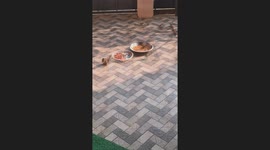 Afternoon Delight: Squirrels' Peanut Pandemonium in My home