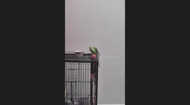 Indian Parrot's Morning Water Playtime: A Heartwarming Scene