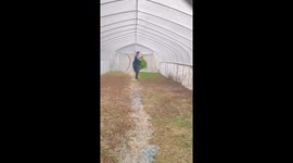 Chinese man feeds grass to farmed locusts