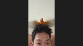 Pet parrot flaps on owner's head like helicopter rotors