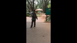 Flamingos flex their legs as they walk through zoo