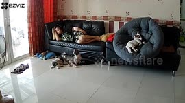 Pet Jack Russell topples from sofa and gets stuck under giant cushion