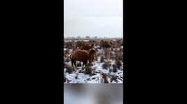 Xinjiang herdsman's drone helper