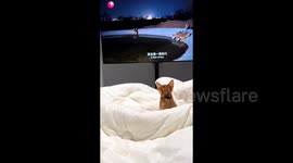 Curious cat left startled by tiger appearing on TV
