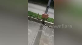 Villagers help catch large snake that wandered onto road