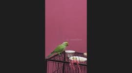 Indian parrot's joyful moment playing with water, spreading happiness!