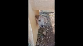 Puppy with its head stuck in concrete garden bench rescued by police
