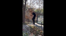 Bear stands upright like a human at zoo in China