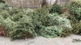 Huge pile of discarded Christmas trees in Central London
