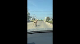 Escaped palomino pony runs along road in Thailand