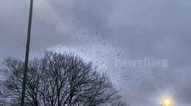 Crows flock to roost under winter skies