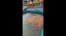 Thousands of fish create tornado on water's surface during feeding frenzy