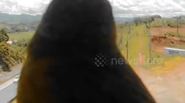 Canaries pose in front of traffic camera in Brazil