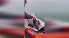 Italy: Firefighters Rescue Dolphin Trapped in Lignano Lagoon