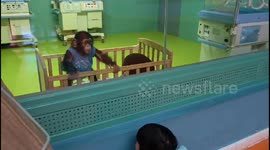 Little girl shares playful moment with baby chimp