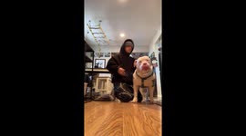 Exclusive- Blind and deaf dog's joyful walk dance melts hearts on TikTok