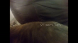 Rabbit Rose likes the sofa and having plenty carrots and broccoli