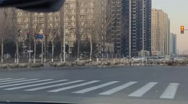 Unusual sight in liaoning: Sheep herded through streets