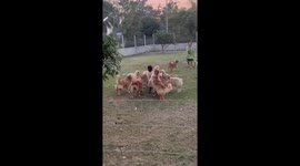 Pet Golden Retrievers playfully knock over woman as they swarm her in garden