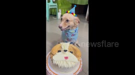 Pet dog looks delighted with his birthday cake and hat