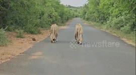 Male lions casually walking through the african bush. Always there for each other no matter the cost
