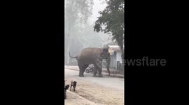 All bark, no fight! Pet dog yapping at elephant runs away when jumbo charges