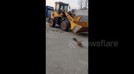 Cat's hunting attempt thwarted by excitable dog bouncing around behind it