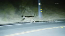 US, Los Angeles: Topanga Mountain Lion Family Found Displace by Palisades Wildfire
