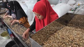 Grade 1 quality green bean sorting process in Jember coffee processing, Indonesia
