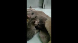 Cat caught sucking on dog's nipple to enjoy the delicious taste of milk