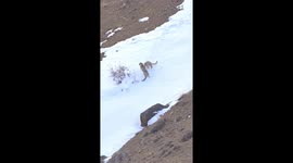 Rare footage shows elusive snow leopards sliding down snow in northern India