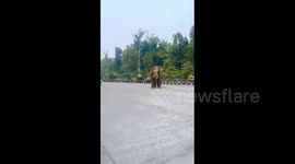 Rampaging wild elephant sparks chaos on road in India