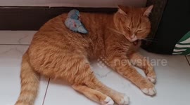 Pet Forpus bird snuggles up in tabby cat's warm fur