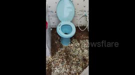 Thousands of crickets swarm family's bathroom in Thailand